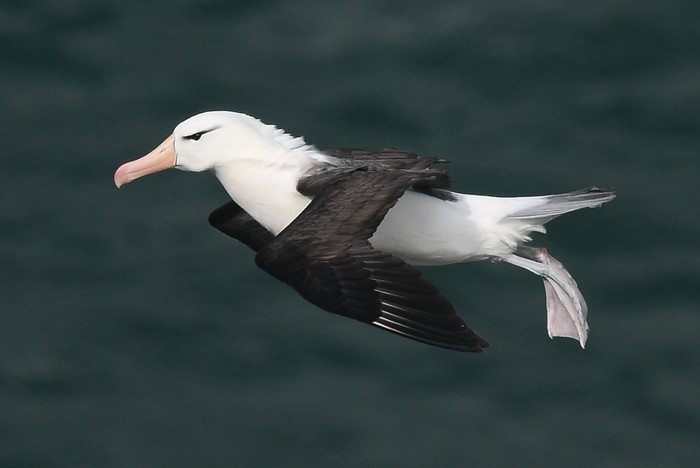 Black-browed Albatross