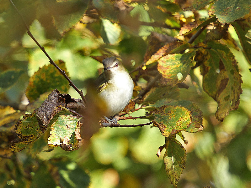 Red-eyed Vireo
