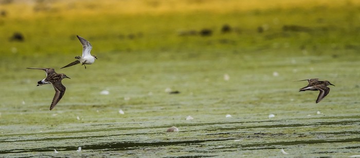 White-rumped Sandpiper