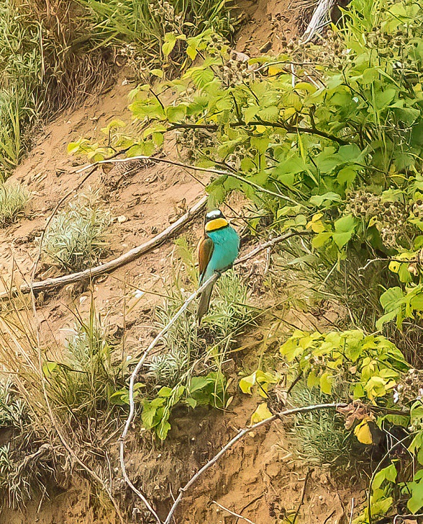 Bee-eater