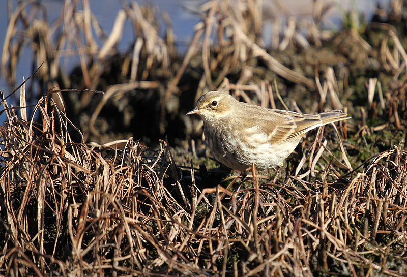 Water Pipit
