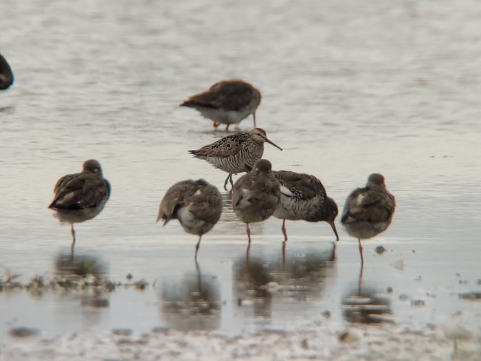 Stilt Sandpiper