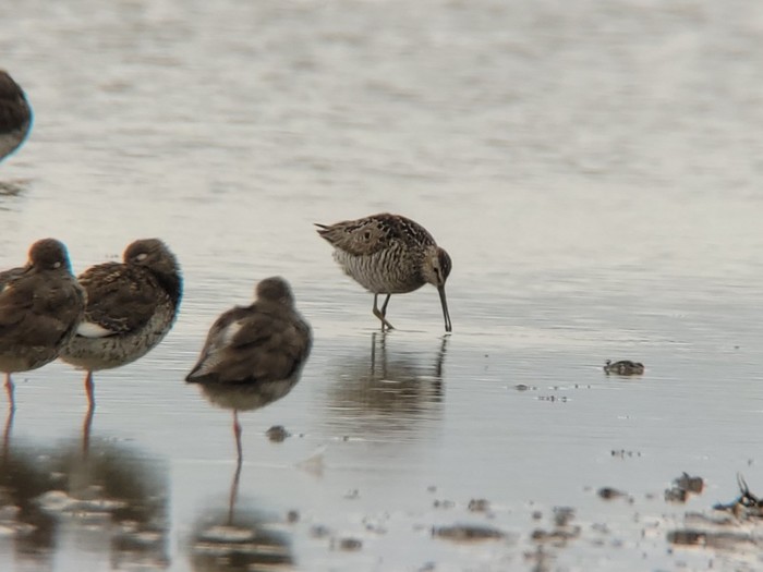 Stilt Sandpiper