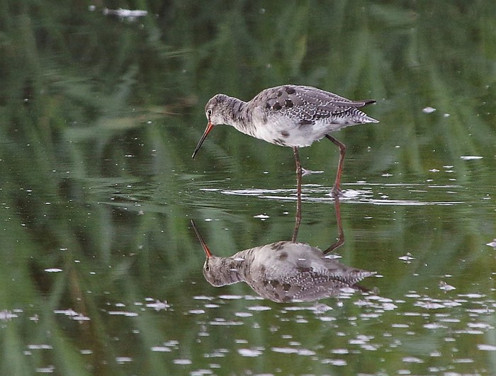 Spotted Redshank