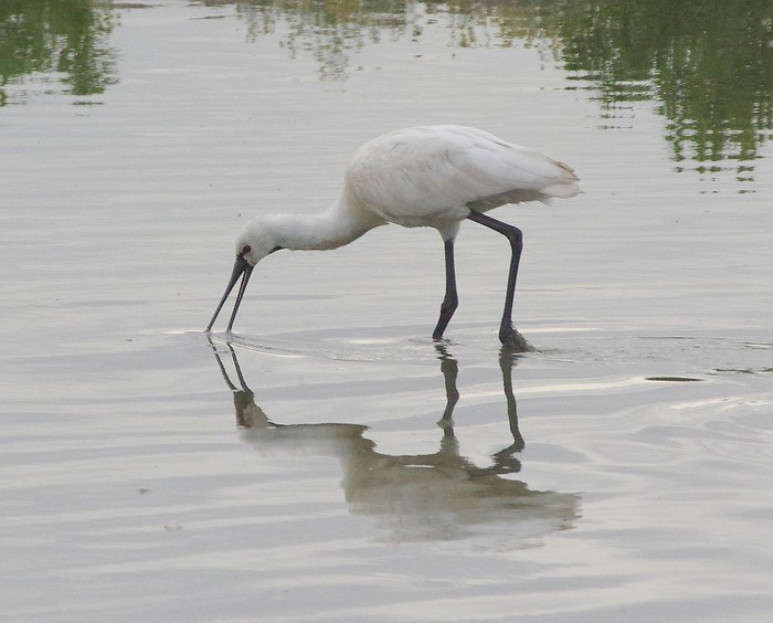Spoonbill