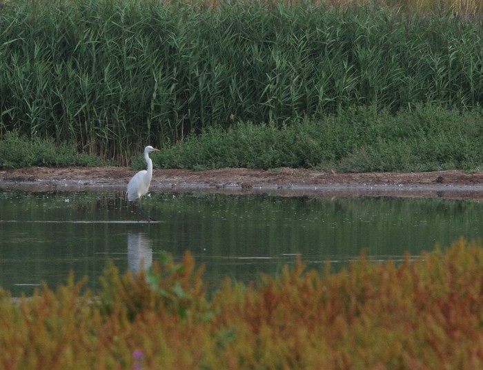 Great White Egret