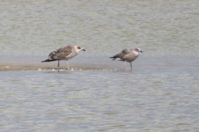 Yellow-legged Gull