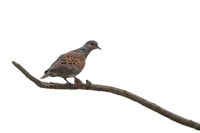 Turtle Dove