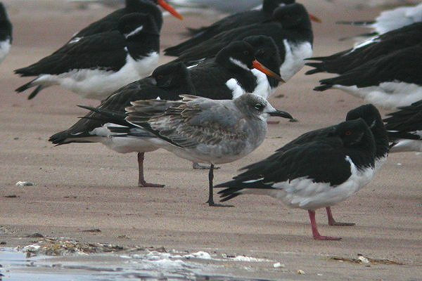 Laughing Gull
