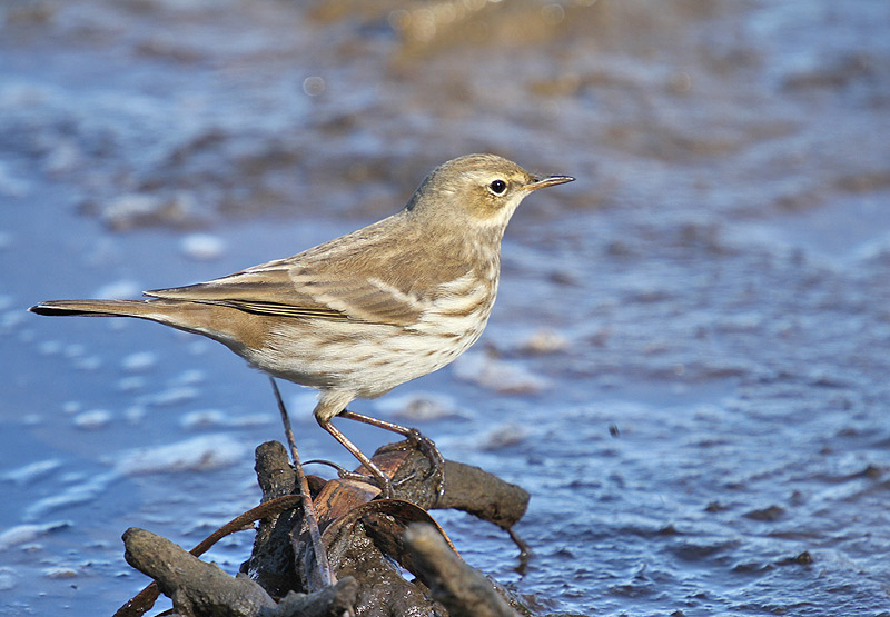 Water Pipit