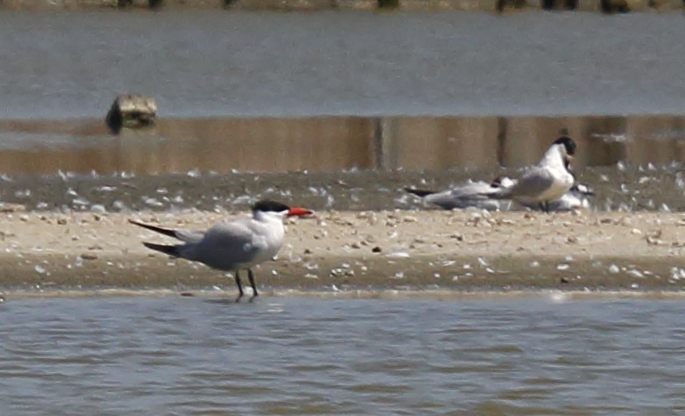 Caspian Tern