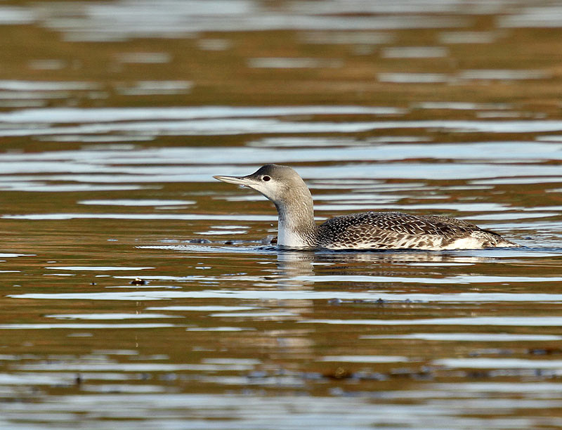 Red-throated Diver