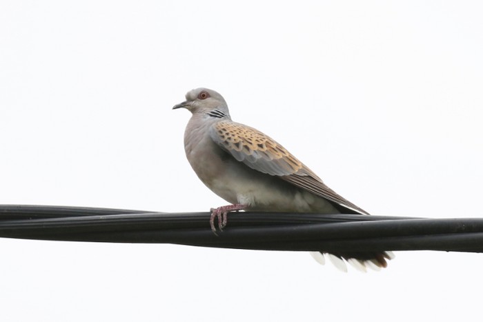 Turtle Dove