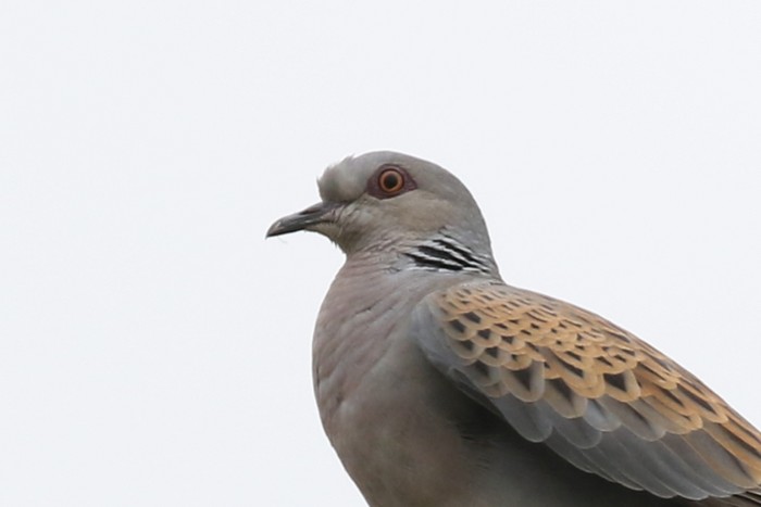 Turtle Dove