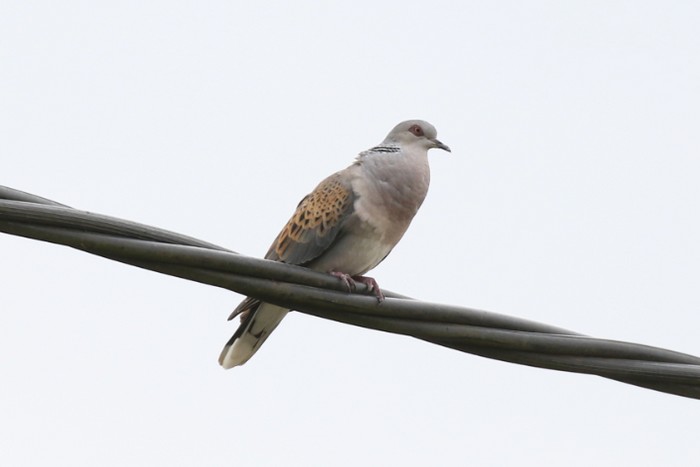 Turtle Dove