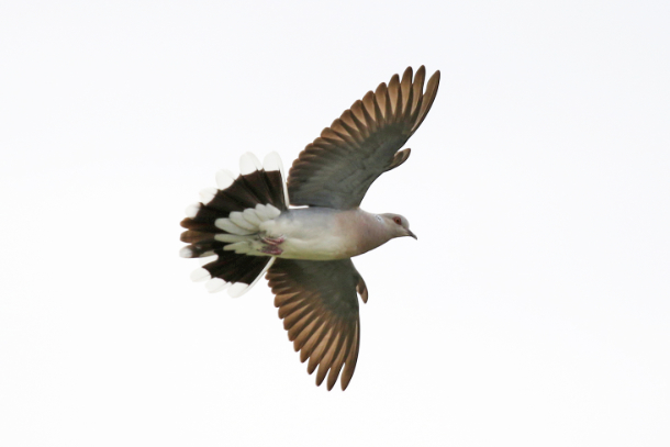 Turtle Dove