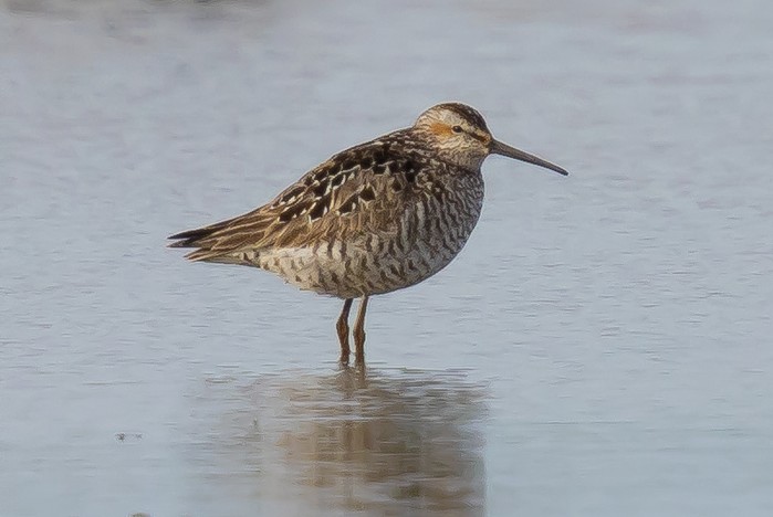 Stilt Sandpiper