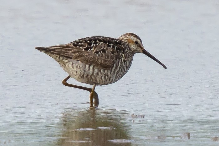 Stilt Sandpiper
