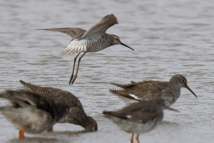 Stilt Sandpiper