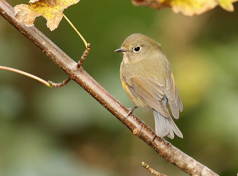 Red-flanked Bluetail