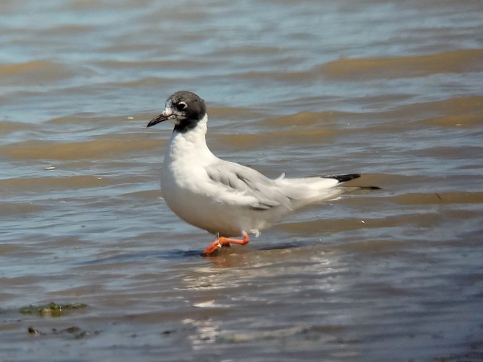 Bonaparte's Gull