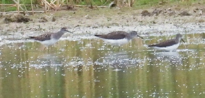 Wood Sandpiper