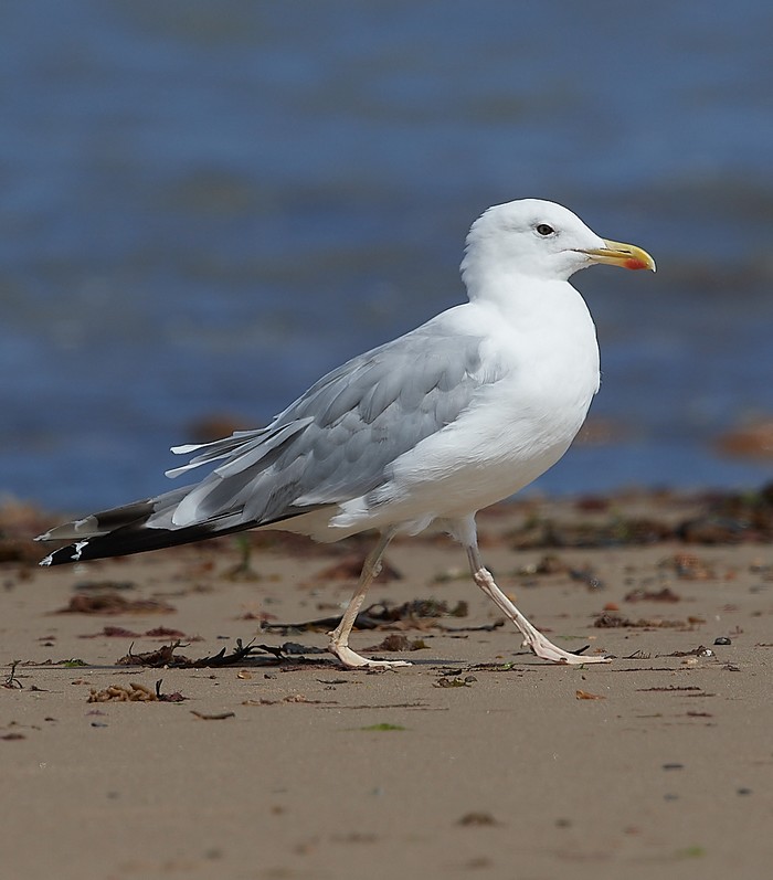 Caspian Gull