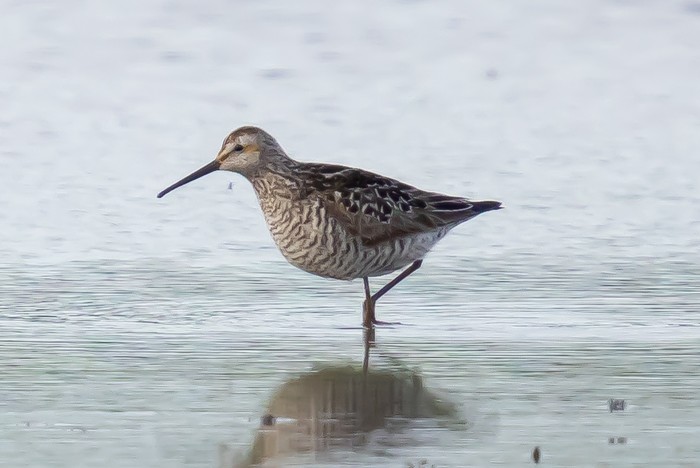 Stilt Sandpiper