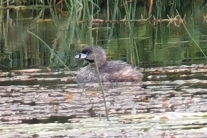 Pied-billed Grebe