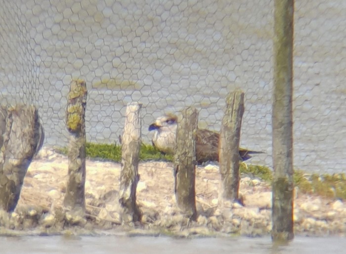 Yellow-legged Gull