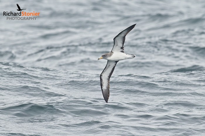 Cory's Shearwater