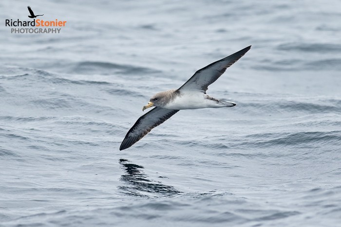 Cory's Shearwater