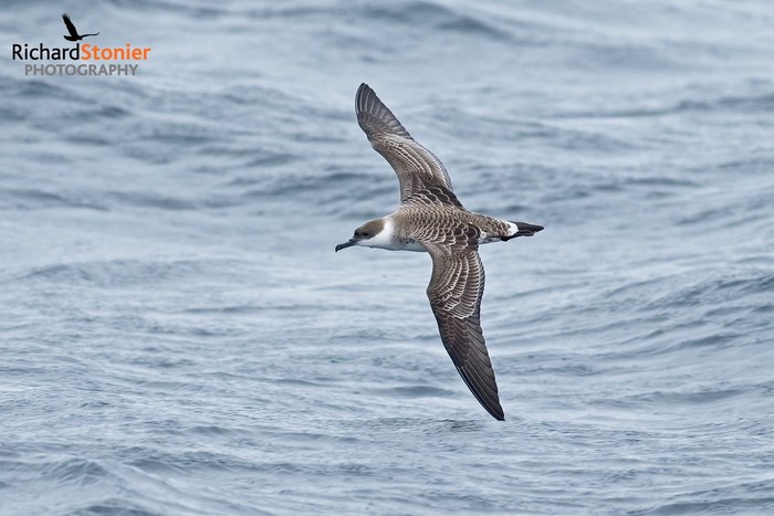 Great Shearwater