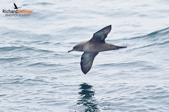 Sooty Shearwater
