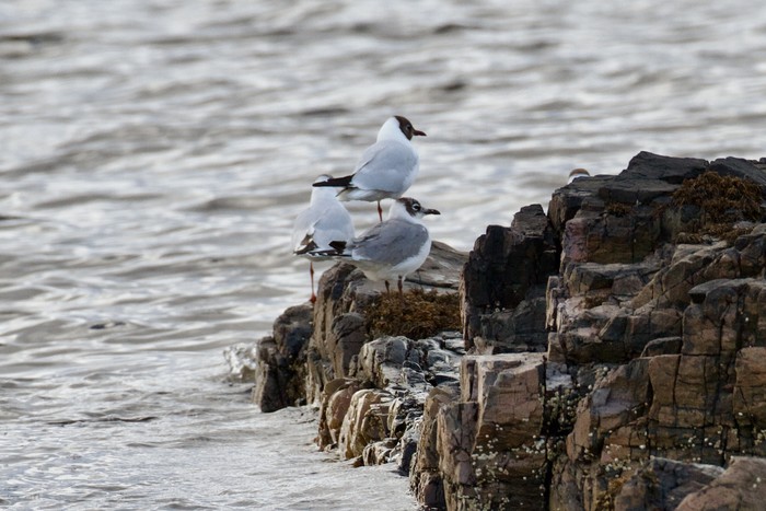 Franklin's Gull