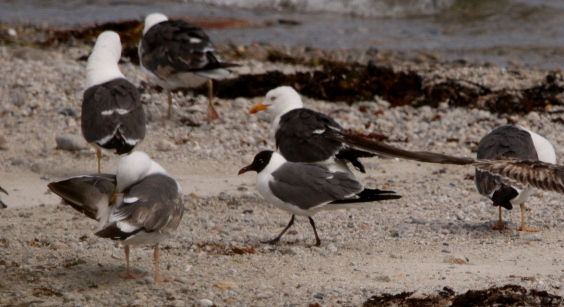 Laughing Gull