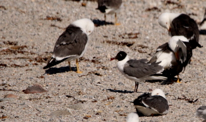 Laughing Gull
