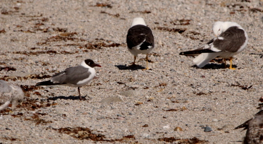Laughing Gull