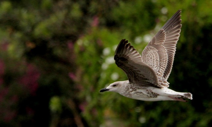 Yellow-legged Gull