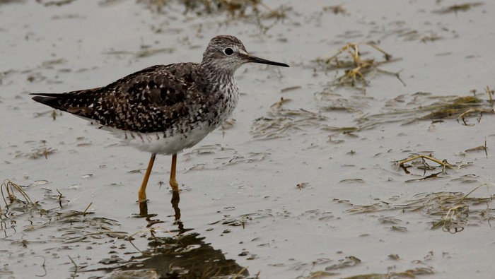 Lesser Yellowlegs