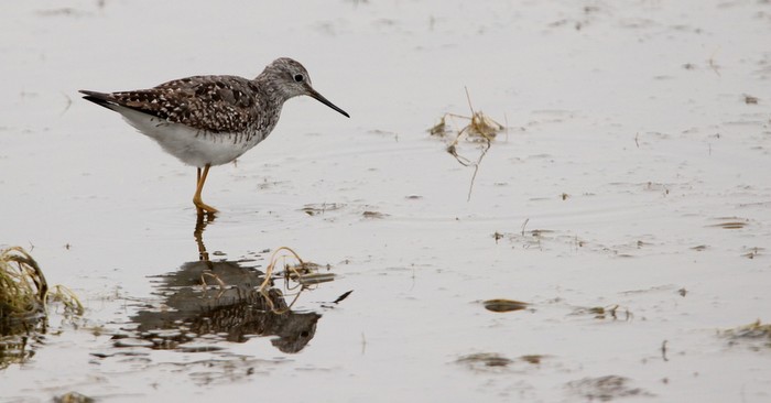 Lesser Yellowlegs
