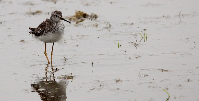 Lesser Yellowlegs