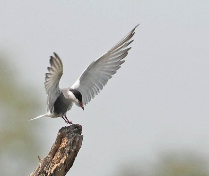 Whiskered Tern