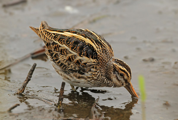 Jack Snipe
