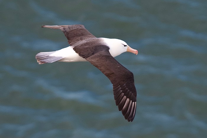 Black-browed Albatross