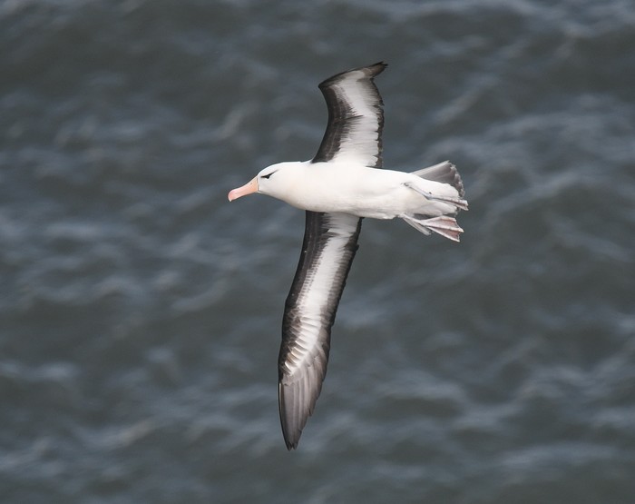 Black-browed Albatross