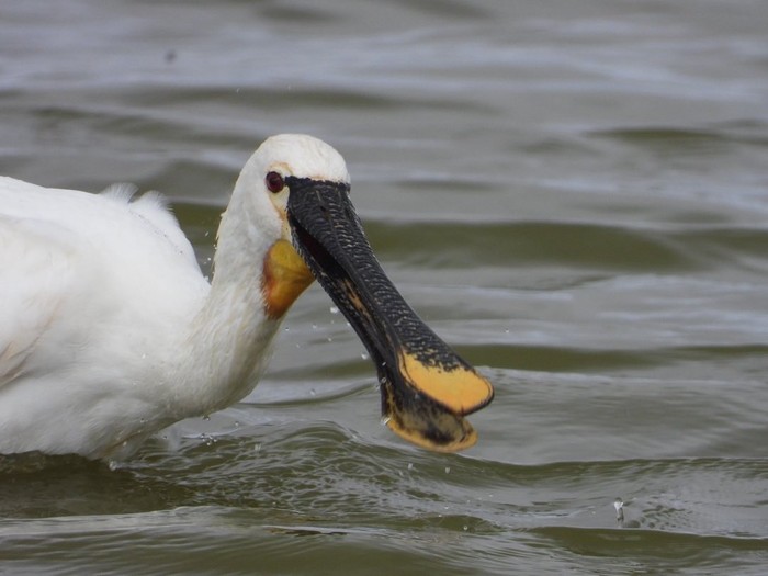 Spoonbill