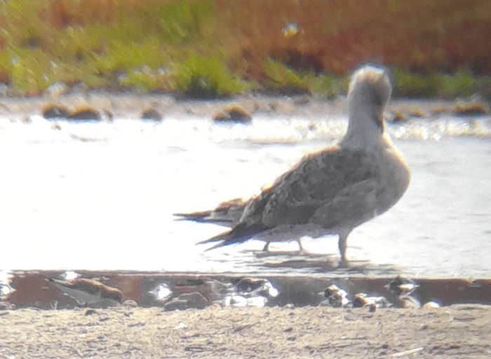 Little Stint