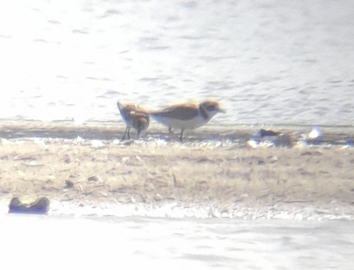 Little Stint