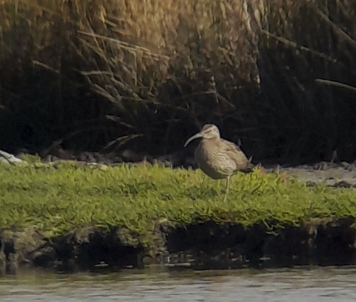 Whimbrel
